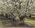 Orchard Blossom 149